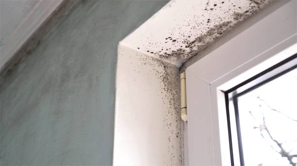 Office Mold Removal Services in Bel Nor, MO